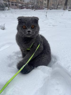 Скотиш фолд вязка