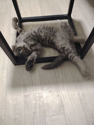 Котёнок отдам в хорошие руки