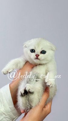 Серебристая шиншилла медвежаты чистокровные
