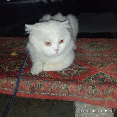 Продам кота по кличке ГРАФ!! 2,3 месяца. Очень умный, спокойный by