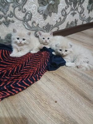Продаются котята британцы