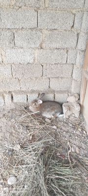 Vilkani zotli quyon