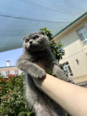 Продаем срочно котенка