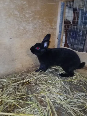 Karlik reks, karlik rex