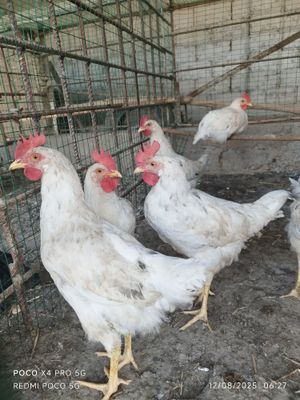 Xoʻrozlar sotiladi 5 ta soni