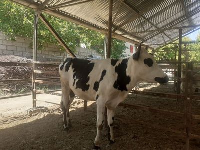 Chyorniy pyostr ģunojinlar sotiladi sifati zòridan