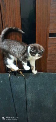 O'g'il bola Scottish fold