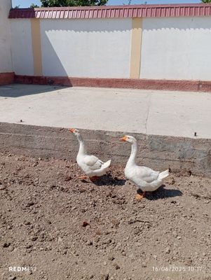 Bir juft gʻozlar sotiladi