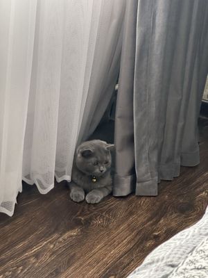 Продается кот