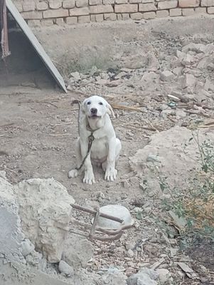 Zotli alabay it sotiladi