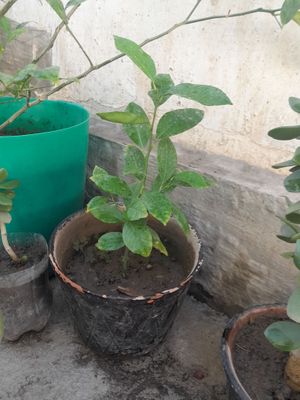 gullar arzon narxda