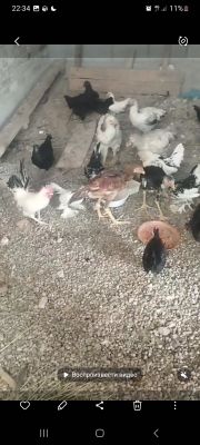 koreyskiy zotli tovuqlar sotiladi