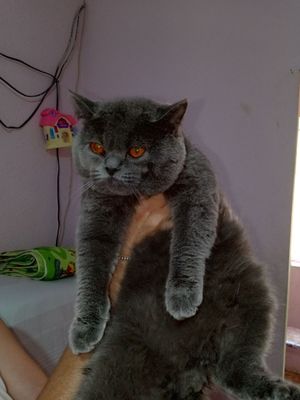 Британский короткие шерсть кот