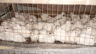 Бедана сотилади 16000 дан