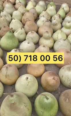 Bedana qovoq sotiladi Бедана қовоқ