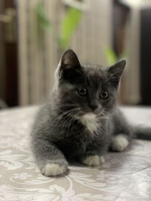 Кошка Британский Scottish Fold