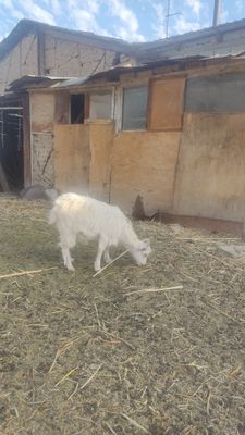 Продам козлят 2девочки