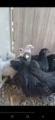 Австролоб 3 ойлик Жужалари