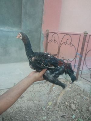 Barakasini bersin