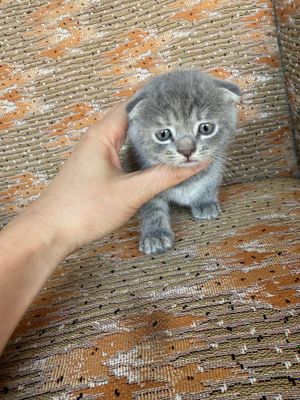 scottish fold 2 месячные