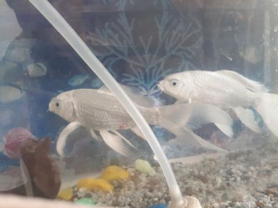 Akvarum 2baliq koi