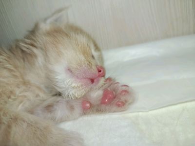 Породистые котята полидакты