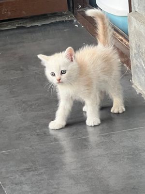 Очаровательный котёнок ищет новый дом!