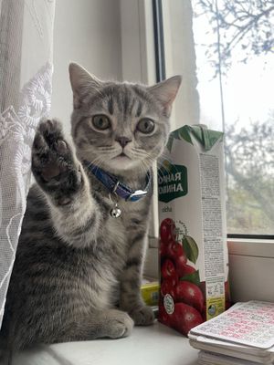 Продается Британская Короткошёрстная кошка!