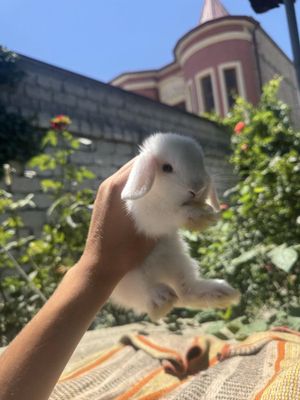 Срочно продам крольчат