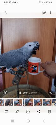 Жако месний 4 ойлик