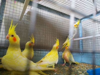 Karela tóti sotiladi Тути карела сотилади