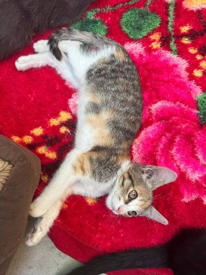 Бесплатно котята в добрые руки
