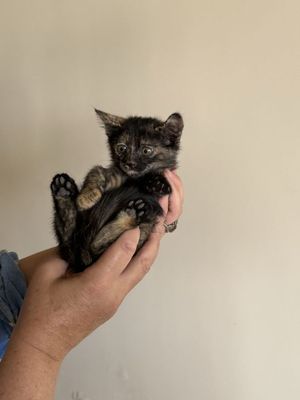 Котёнок Бесплатно 2,5 месяца