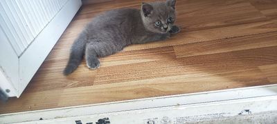 Котёнок продаётся