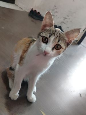 Кошка по имени Нора