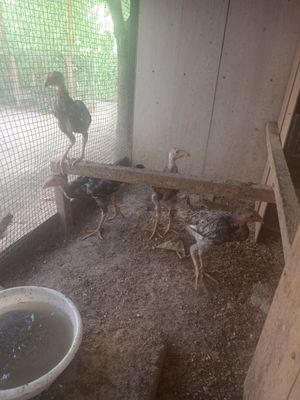 Bobo jojala sotiladi 3 oylik boldi toza kareya