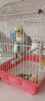 Попугай корелла сотиладиган