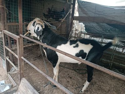 Echki taka zotka sotiladi