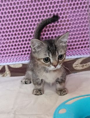. Манчкин. Мальчик тиккированного окраса.