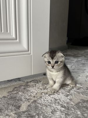 Котёнок скотиш фолд серебристая шиншила