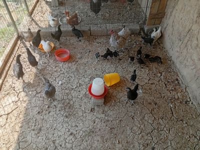 Kurk tovuq va joʻjalar sotiladi