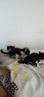 Котята домашние своей кошки