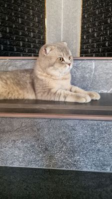 Скоттиш фолд вислоухий шиншила мальчик. Срочно