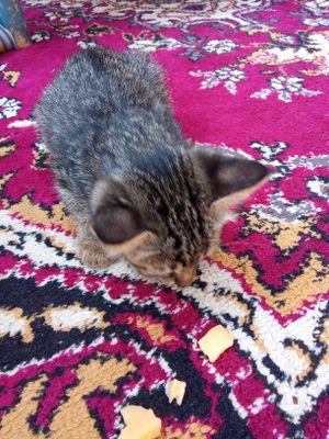 Mushuk bolasi tekinga beriladi