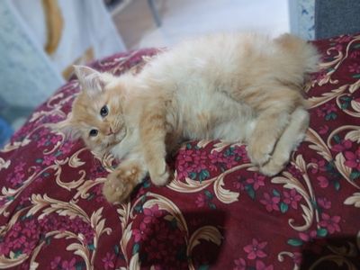 Продаётся котёнок мейн-кун с золотой шиншиллой