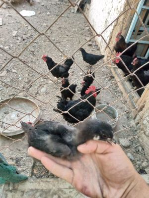 Qora shag'zoda tozasi