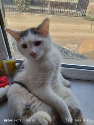 Котики, милые продаю срочно