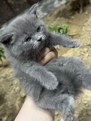 Скоттиш фолд от правилной вязки
