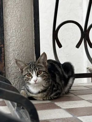 раздаем кошек 2-3 месячные бесплатно в хорошие руки