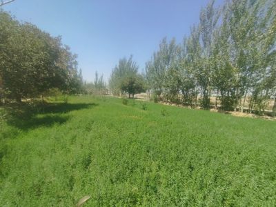 Yer sotiladi.Manzil: Nishon tumani Janub mashali MFYda.
